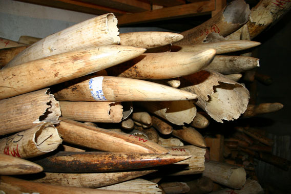 Ivory stored in Malawi. Photo by: EIA.