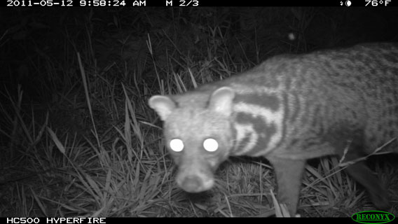 A Malay civet (Viverra-tangalunga) gets close to a camera trap in Kalimantan, Indonesia. Photo by: Brent Loken/Ethical Expeditions.