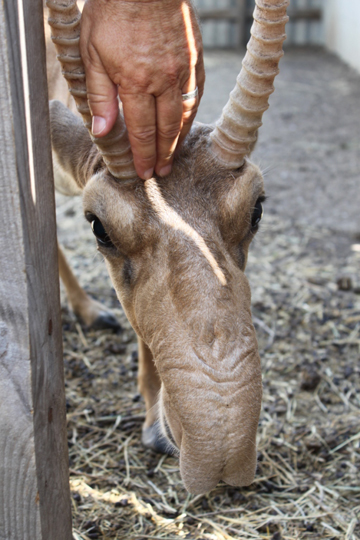  Male saiga at a conservation center. Photo by: Anthony Dancer. 