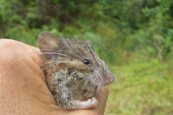 Christine's Margareta rat. Photo by:  Alessio Mortelliti/Sapienza University.