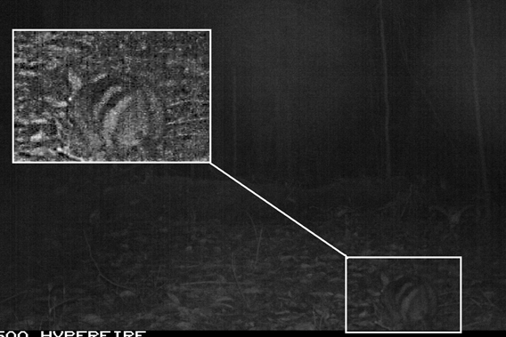 The second Sumatran striped rabbits caught on camera trap by McCarthy. Photo by: Jennifer McCarthy.