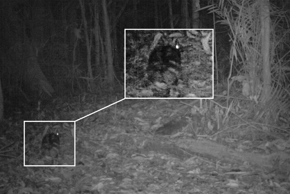 One of two Sumatran striped rabbits caught on camera trap by McCarthy. Photo by: Jennifer McCarthy.