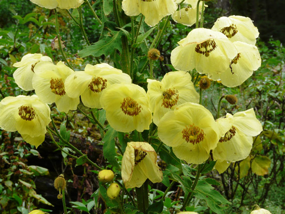 This high-living poppy probably went unnoticed by scientists for so long because it lives above 3,290 meters (10,800 feet) in the wilds of Nepal. It is named Meconopsis autumnalis, because it flowers in the autumn. Photo by: Paul Egan.