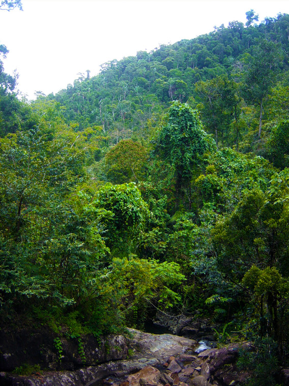 Menavato Mountain in Betampona. Photo by: Gonçalo M. Rosa.