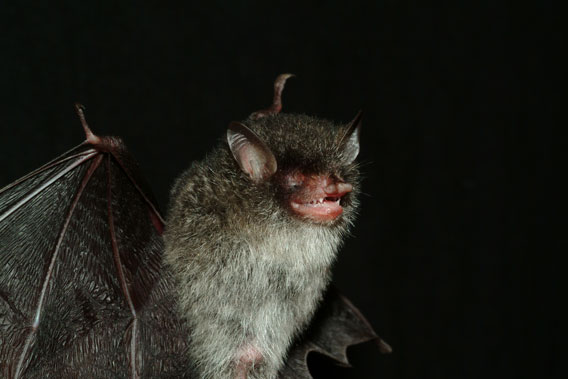 New bat species with an evocative name: Murina beelzebub. Photo by: Gabor Csorba.