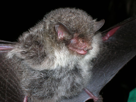 New bat species: Murina cineracea. Photo by: Neil Furey.