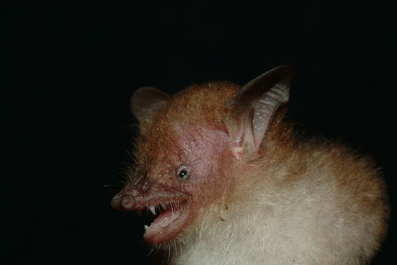  New bat species named after Joe Walston, Wildlife Conservation Society's (WCS) Executive Director for Asia Programs: Murina walstoni. Photo by: Gabor Csorba.