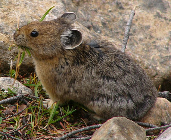  An American pika (Ochotona princeps) in Colorado. Photo in Public Domain..