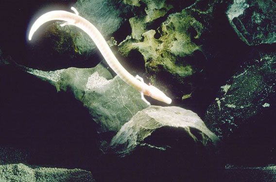 The olm (Proteus anguinus), a blind cave-dwelling amphibian, is a focal species of the EDGE program. Photo by: Arne Hodali.