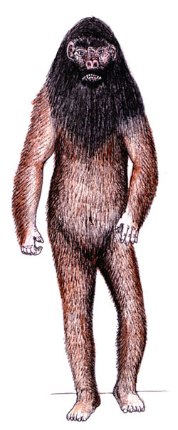 The orang pendak is an unconfirmed primate in Sumatra. Illustration by Tim Morris.