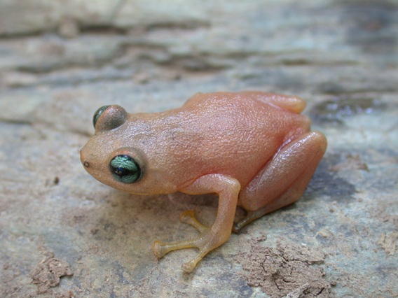 World's Smallest Frog Living in Papua New Guinea Rainforest - Cool Earth