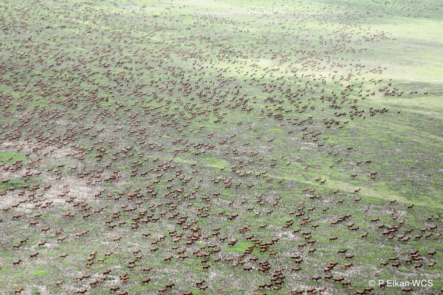  Tiang migration across Boma-Jonglei-Equatoria Landscape, South Sudan.  Photo credit: © Paul Elkan/Wildlife Conservation Society.