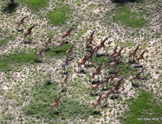 Group of giraffe in Badingilo National Park, South Sudan.  Photo credit: © Paul Elkan/Wildlife Conservation Society