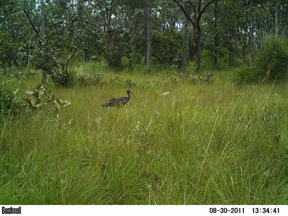  The giant ibis confirmed in Cambodia's Koh Kong Province since 1918. Photo by: Wildlife Alliance.