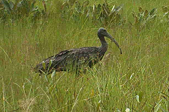 Detail of camera trap photo showing giant ibis in Cambodia's Koh Kong Province. Photo by: Wildlife Alliance.