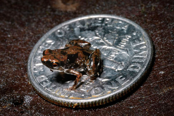 La nouvelle espèce de grenouille Paedophryne amauensis est le plus petit vertébré du monde...jusqu'à maintenant. Crédit Photo: Rittmeyer EN et al. (2012) Ecological Guild Evolution and the Discovery of the World's Smallest Vertebrate. PLoS ONE 7(1): e29797. 