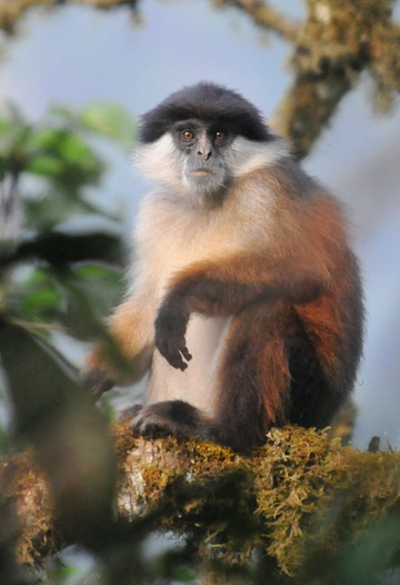 Pennant's red colobus is a Cinderella species. Photo by: Richard Bergl.