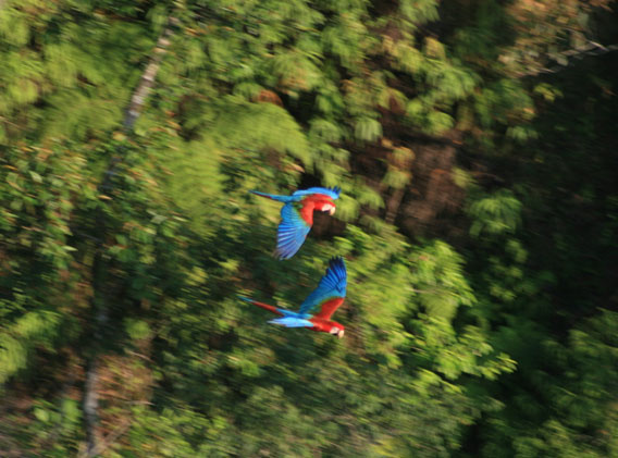 The park contains seven macaw species including red and green macaws. Photo by: Carlos Sevillano.