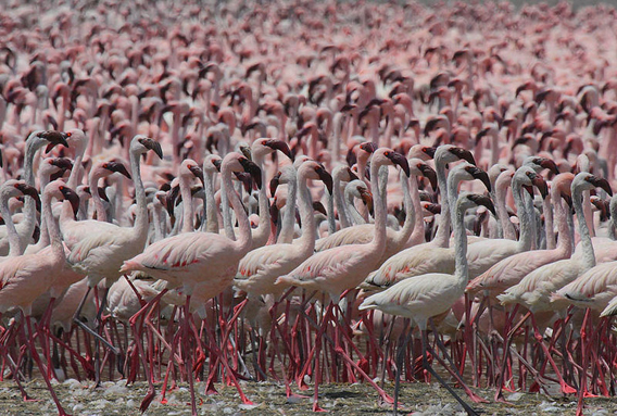  Thousands of lesser flamingoes (Phoenicopterus minor) crowd in Lake Bogoria in Kenya. Nearly all of these flamingoes will breed in Tanzania's Lake Natron, now a proposed site for soda ash mining.  Photo by: Steve Garvie.