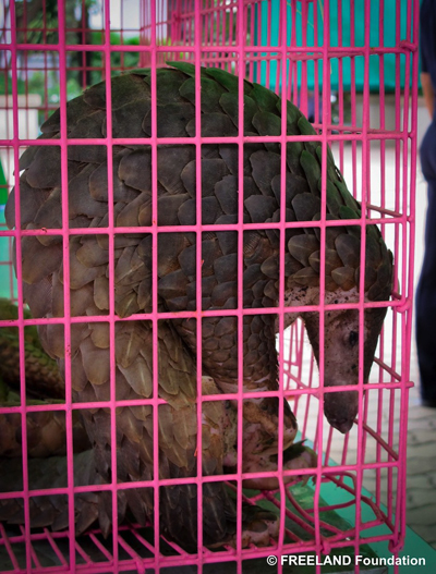 Rescued Sunda pangolin. Photo by: FREELAND Foundation.