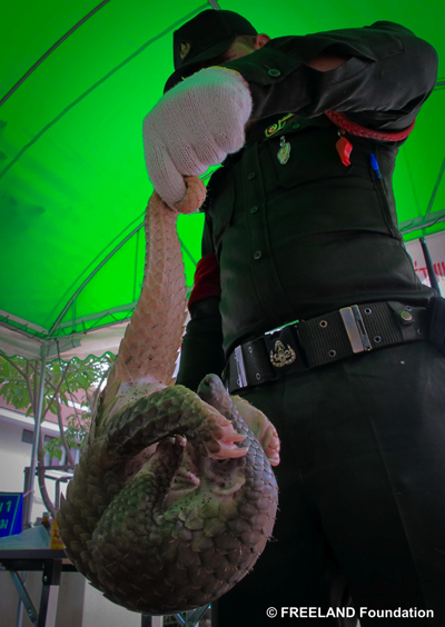 One of the pangolins confiscated by Royal Thai Customs authorities. Photo by: FREELAND Foundation.