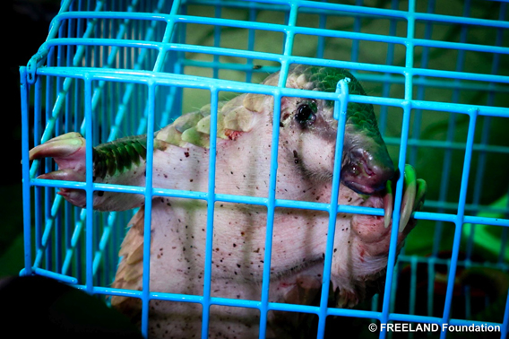 A rescued Sunda pangolin. Photo by: FREELAND Foundation.<