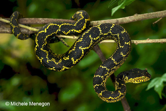 Matilda's horned viper. Photo by: Michele Menegon.