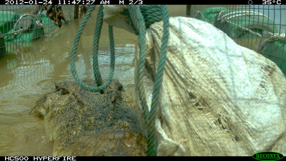 Lais checking the camera trap before being caught. Photo courtesy of DGFC.