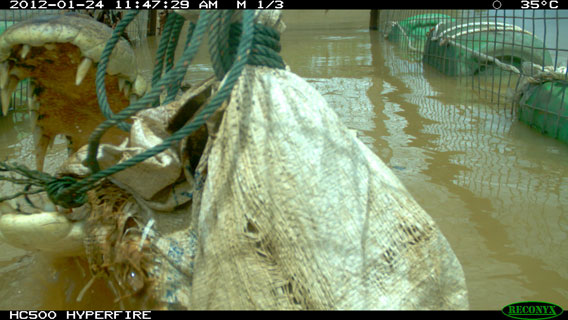 The crocodile, dubbed Lais, taking the bait as captured. Photo courtesy of DGFC.