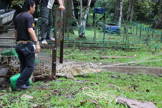 DGFC and Wildlife Rescue Unit staff getting Lais out of the trap. Photo courtesy of DGFC.