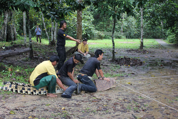 Danau Girang Field Center (DGFC) and Wildlife Rescue Unit staff securing crocodile's powerful mouth. Photo courtesy of DGFC.