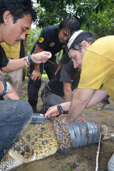 Jibius Dausip from the Wildlife Rescue Unit and Dr Benoit Goossens setting up the satellite tag on Lais' nuchal plate. Photo courtesy of DGFC.