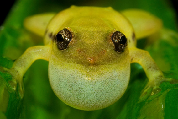 Another confirmed new frog species from Betampona Forest Reserve in the Platypelis genus. Photo by: Gonçalo M. Rosa.