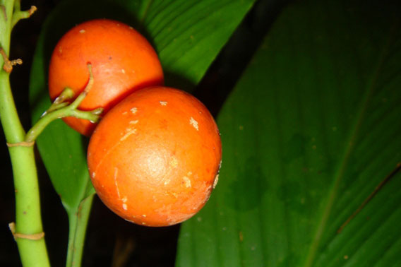  Pogo fruit. Photo courtesy of Orangutan Foundation International. 