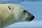 Polar bear family wakes up in oil construction site (video)