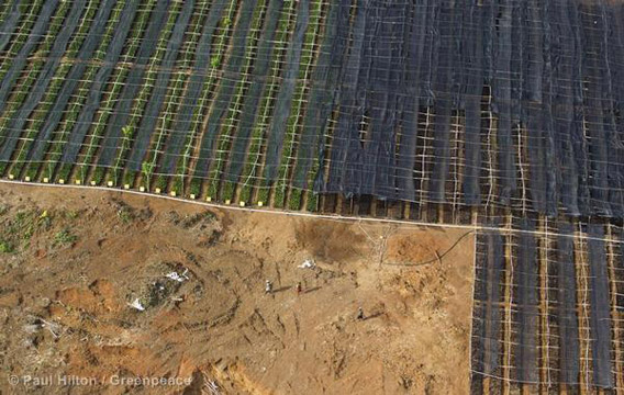 The beginnings of a palm oil plantation on newly deforested area in Pomio District. Photo by: Paul Hilton/Greenpeace.