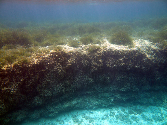 A peat-like deposit of dead belowground parts of the plant accumulated during 1,200 years. Usually thisis called Mat or Matte. This particular mat accretes about 80gC/m2/yr. Photo: © Miguel Angel Mateo.