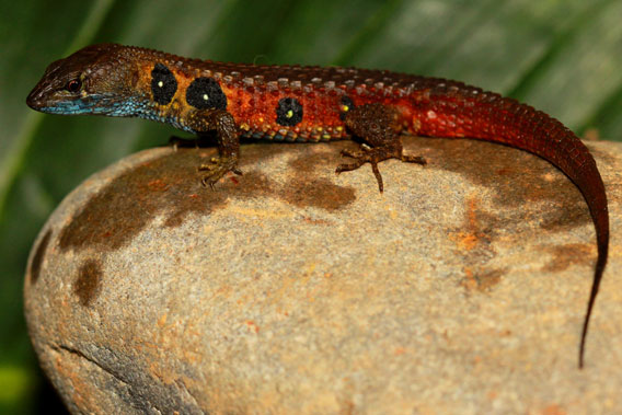 A male Potamites montanicola, a new species of lizard discovered in the Peruvian Andes. Photo courtesy of German Chávez.