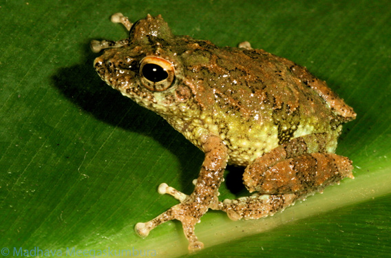  Discovered in a cloud forest iPseudophilautus hankeni/i measures just 2.19 centimeters long. This new species is Critically Endangered. Photo courtesy of Madhava Meegaskumbura..