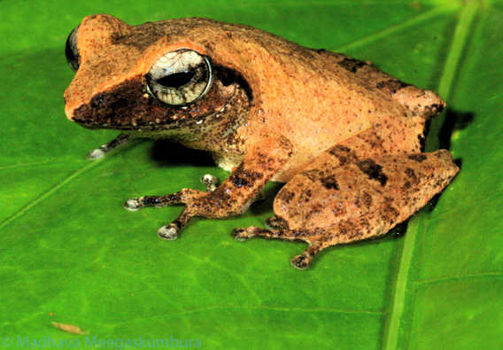  Discovered in a tea estate iPseudophilautus schneideri /i measures just 2.28 centimeters long. Photo courtesy of Madhava Meegaskumbura.