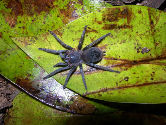  Amazingly this is the first new species from Brazil to make this list. Sazima's tarantula (Pterinopelma sazimai), which is stunningly blue, is found on a single flattop mountain in the mega-biodiverse country. Photo by: Caroline S. Fukushima.