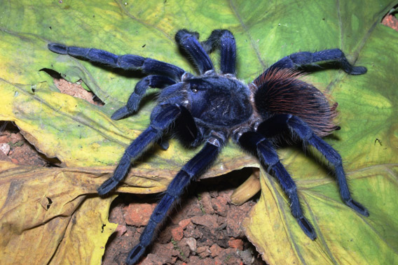 Sazima's tarantula: one of the top ten new species discovered in 2011 according to the annual list by the International Institute for Species Exploration at Arizona State University. Photo by: Caroline S. Fukushima.