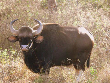 Gaur, an Indian wild cattle in the Western Ghats. Photo by: Varun Goswami.    