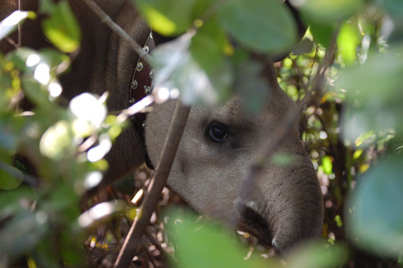 Radio collared adult female tapir (Mireta) at Xaraés Ranch, study area of the Pantanal Tapir Program in the Abobral Sub-Region of the Brazilian Pantanal.  Photo by: Joares May Jr.