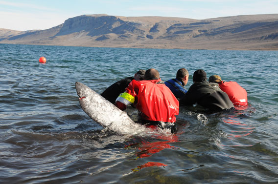 Researchers release narwhal after tagging it. Photo courtesy of WWF.