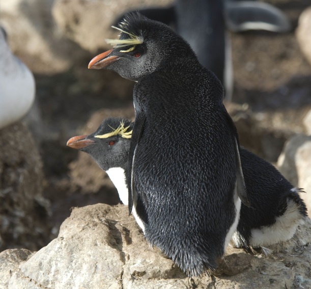 rockhopper penguin madagascar