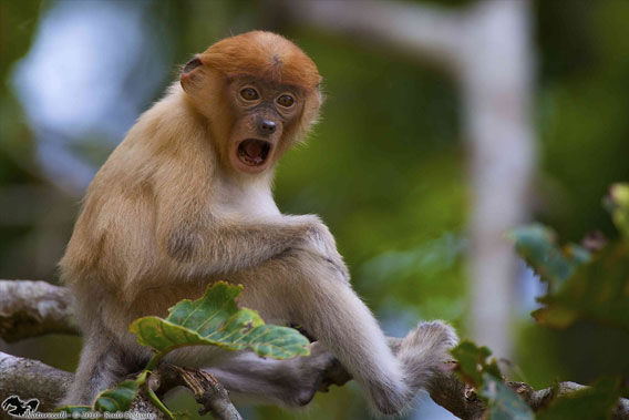 Young proboscis monkey. Photo courtesy of Rudi Delvaux/Danau Girang Field Center (DGFC)/Sabah Wildlife Department (SWD).