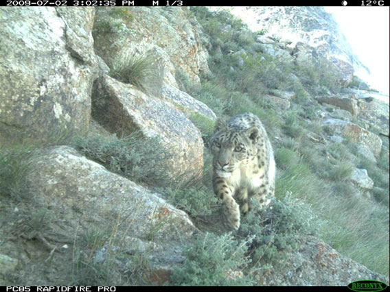  Snow leopard in the Wakhan Corridor caught on camera trap. Photo by: Wildlife Conservation Society.