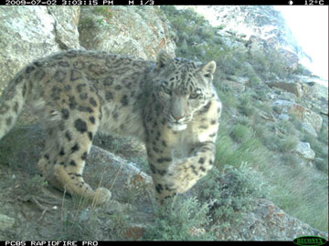 Snow leopard in the Wakhan Corridor caught on camera trap. Photo by: Wildlife Conservation Society.
