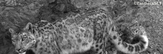  Mother snow leopard and cub recently caught on camera trap in the Southern Gobi of Mongolia. Research there is providing new information about the private lives of the world's most elusive big cat. Photo © Panthera/Snow Leopard Trust.